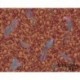 Papier peint VERSACE 370534