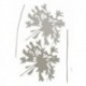 Wall Sticker FLORAL AND WELLNESS 19706 Silhouette