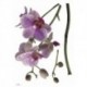 Autocollant mural FLORAL AND WELLNESS 17702 Orchidee