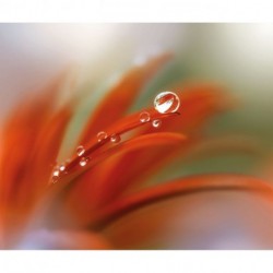 Fotomural FLORAL AND WELLNESS 167-DV3 Tautropfen