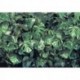 Mural FLORAL AND WELLNESS 8-333 Verdure