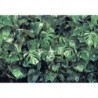 Mural FLORAL AND WELLNESS 8-333 Verdure