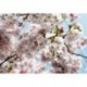 Fotomural FLORAL AND WELLNESS 8-507 Spring