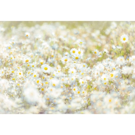 Mural FLORAL AND WELLNESS 8-994 Daisies