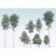 Fotomural FLORAL AND WELLNESS R4-040 Pines