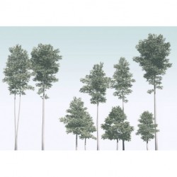 Fotomural FLORAL AND WELLNESS R4-040 Pines