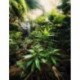 Fotomural FLORAL AND WELLNESS X4-527 Spirit