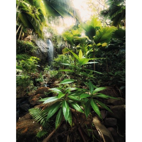 Fotomural FLORAL AND WELLNESS X4-527 Spirit