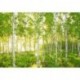 Fotomural LANDSCAPE 8-519 Sunday