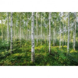 Fotomural LANDSCAPE 8-744 Sunny Day