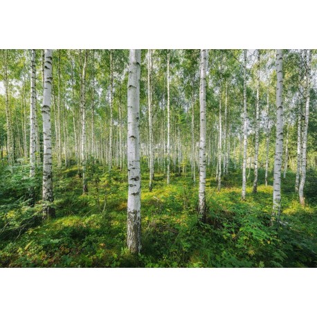 Fotomural LANDSCAPE 8-744 Sunny Day