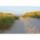 Fotomural LANDSCAPE 8-995 Sandy Path
