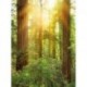 Mural LANDSCAPE X4-044 Redwood
