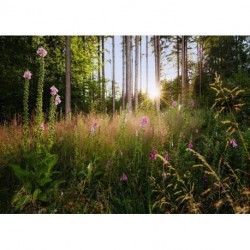 Mural LANDSCAPE X7-1005 Summer Glade