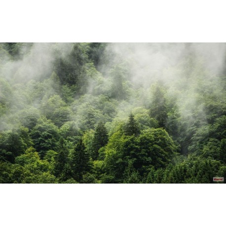 Fotomural STEFAN HEFELE PSH061-VD4 Forest Land