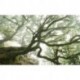 Fotomural STEFAN HEFELE PSH092-VD4 The Forgotten Forest