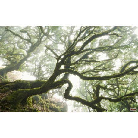 Fotomural STEFAN HEFELE PSH092-VD4 The Forgotten Forest