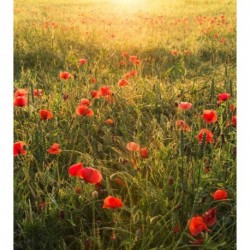 Fotomural STEFAN HEFELE SHX5-071 Poppy World I