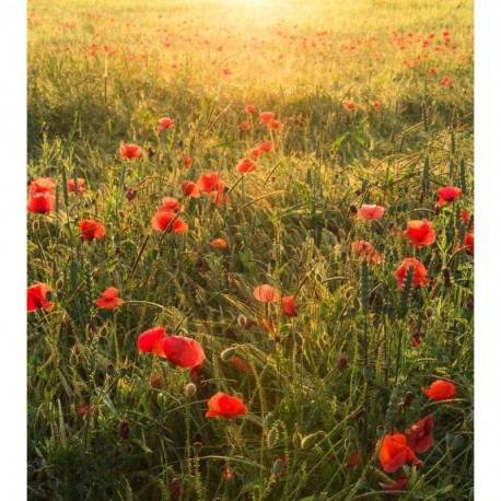 Fotomural STEFAN HEFELE SHX5-071 Poppy World I