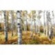 Mural STEFAN HEFELE SHX9-015 Colorful Aspenwoods
