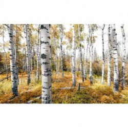 Fotomural STEFAN HEFELE SHX9-015 Colorful Aspenwoods