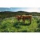 Fotomural STEFAN HEFELE SHX9-051 Kuhparadies