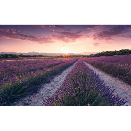 Fotomural STEFAN HEFELE SHX9-052 Lavender Dream