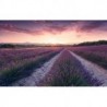 Mural STEFAN HEFELE SHX9-052 Lavender Dream