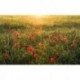 Mural STEFAN HEFELE SHX9-071 Poppy World I