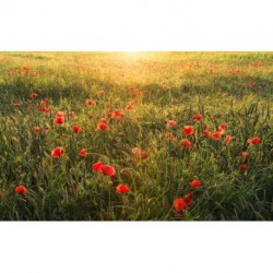 Fotomural STEFAN HEFELE SHX9-071 Poppy World I