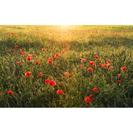Mural STEFAN HEFELE SHX9-071 Poppy World I