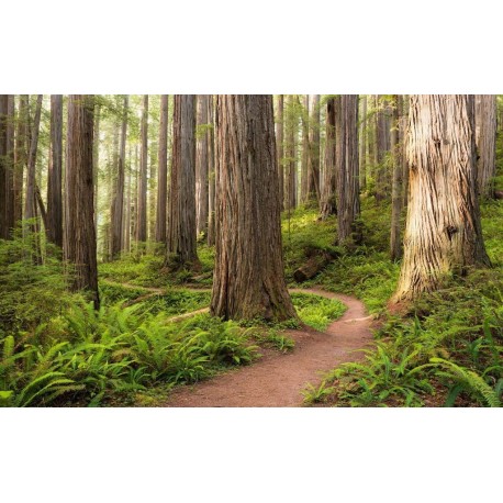 Mural STEFAN HEFELE SHX9-077 Redwood Trail