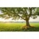 Fotomural STEFAN HEFELE SHX9-086 The Magic Tree