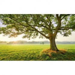 Mural STEFAN HEFELE SHX9-086 The Magic Tree