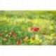 Fotomural STEFAN HEFELE SHX9-094 Wiesenzauber II