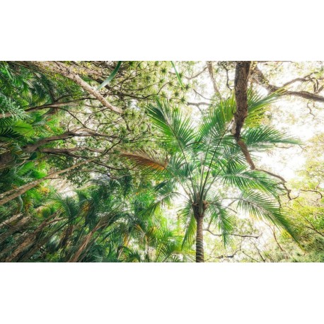 Fotomural STEFAN HEFELE SHX9-128 Touch The Jungle