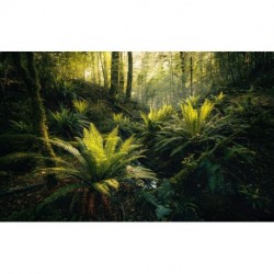 Fotomural STEFAN HEFELE TROPICAL SHX9-110 Fjordland Woods