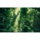 Fotomural STEFAN HEFELE TROPICAL SHX9-114 Green Leaves
