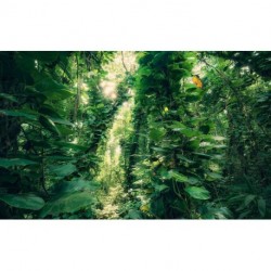 Mural STEFAN HEFELE TROPICAL SHX9-114 Green Leaves