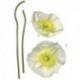 Autocollant mural FLORAL AND WELLNESS 17022 Pavot Blanc
