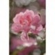 Mural FLORAL AND WELLNESS 4-713 Bouquet