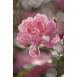 Fotomural FLORAL AND WELLNESS 4-713 Bouquet