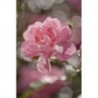 Mural FLORAL AND WELLNESS 4-713 Bouquet