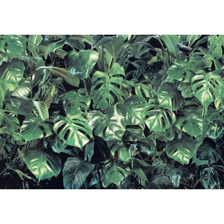 Fotomural FLORAL AND WELLNESS 8-333 Verdure