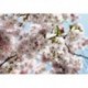 Fotomural FLORAL AND WELLNESS 8-507 Spring