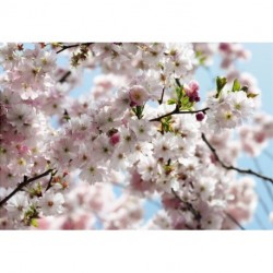 Fotomural FLORAL AND WELLNESS 8-507 Spring