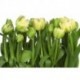 Fotomural FLORAL AND WELLNESS 8-900 Tulips