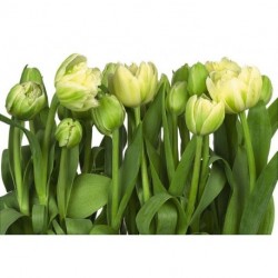 Mural FLORAL AND WELLNESS 8-900 Tulips