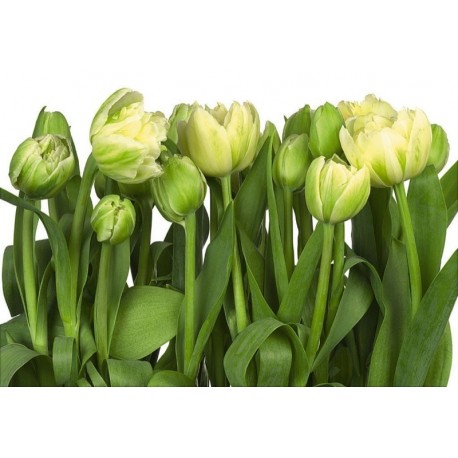 Mural FLORAL AND WELLNESS 8-900 Tulips
