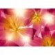 Fotomural FLORAL AND WELLNESS 8-928 Summer Sun